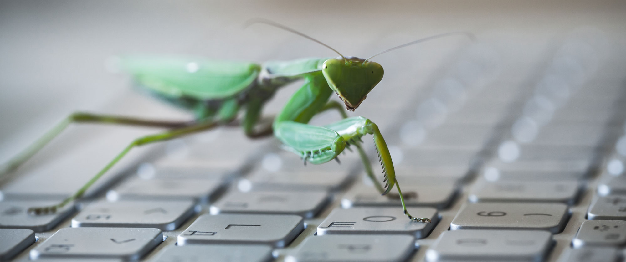 bug on laptop