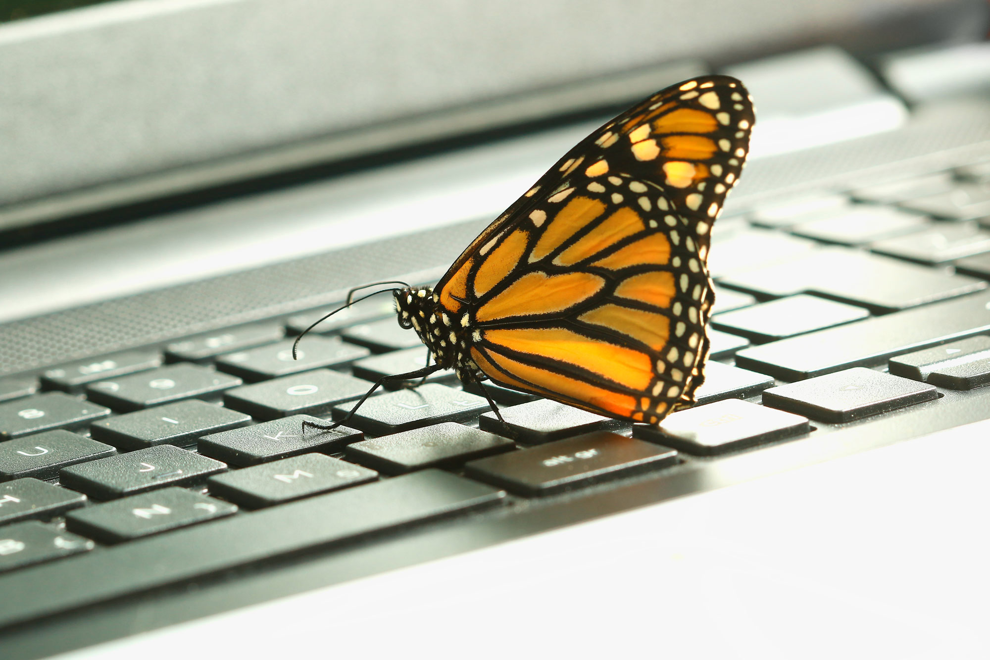 butterfly on a keyboard