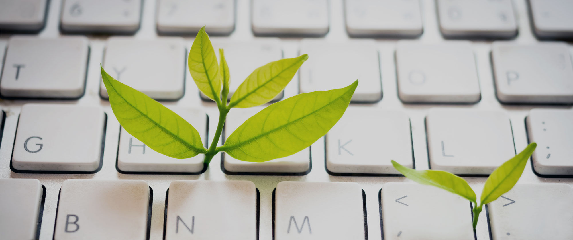 plant growing on computer keyboard