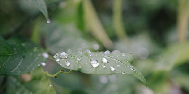 rain water on leaf